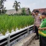 Polsek Wonorejo Genjot Ketahanan Pangan dengan Konsep Hidroponik dan Lele