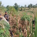 Panen Raya Jagung di Lahan Perhutani, Bhabinkamtibmas Jadi Motor Ketahanan Pangan di Banjarimbo
