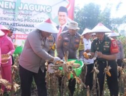 Program Ketahanan Pangan Berjalan Baik, Polres Pasuruan Panen Jagung di Purwodadi