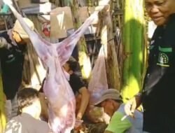 LSM P-MDM Rutin Gelar Penyembelihan Hewan Kurban di Idul Adha