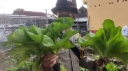 Pekarangan Bergizi Binaan Pak Bhabin Jadi Wisata Pasar Tangguh: Sensasi Petik Sawi di KTS Karangrejo Jember