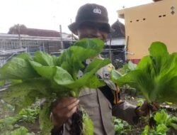 Pekarangan Bergizi Binaan Pak Bhabin Jadi Wisata Pasar Tangguh: Sensasi Petik Sawi di KTS Karangrejo Jember