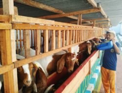Domba Harapan: Kemandirian Warga Binaan Lapas Tulungagung Lewat Dorper & Texel