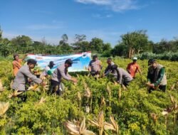 Wujudkan Program Ketahanan Pangan Polres Probolinggo Bersama Kelompok Tani Panen Jagung di Bantaran