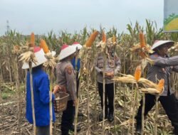 Panen Jagung Serentak Kuartal I 2026 bersama Kapolri, Kapolres Pasuruan Tegaskan Komitmen Ketahanan Pangan