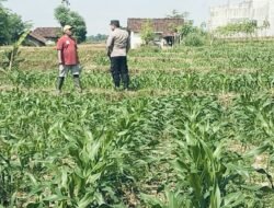 Bhabinkamtibmas Polsek Sukorejo Dampingi Petani Optimalkan Lahan Produktif