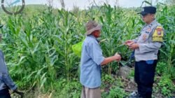 Pantau Lahan Jagung Petani, Polres Pasuruan Kawal Sukses Swasembada Pangan