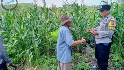 Pantau Lahan Jagung Petani, Polres Pasuruan Kawal Sukses Swasembada Pangan