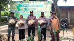 Dukung Asta Cita Presiden, Polsek Puspo Panen Jagung Bersama Petani