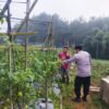 Polsek Nongkojajar Pantau Tanaman Tomat di Desa Pungging, Dukung Program P2B Ketahanan Pangan