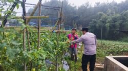Polsek Nongkojajar Pantau Tanaman Tomat di Desa Pungging, Dukung Program P2B Ketahanan Pangan