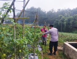 Polsek Nongkojajar Pantau Tanaman Tomat di Desa Pungging, Dukung Program P2B Ketahanan Pangan