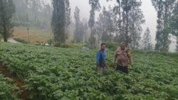 Polsek Tosari Dampingi Warga Kelola Pertanian, Pantau Lahan Kentang di Podokoyo