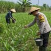 Pak Bhabin Penggerak Ketahanan Pangan, Dampingi Petani Jagung di Wilayah Hukum Polres Pasuruan
