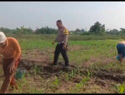 Polisi Bangil Aktif Bersama Kelompok Tani Gempeng Monitoring Lahan Jagung