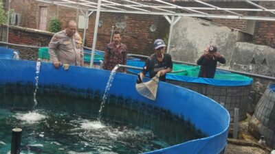 Babinkamtibmas Polsek Bangil Dampingi Warga Tambakan Kembangkan Budidaya Lele di Pekarangan