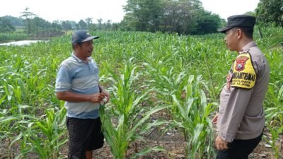 Gugus Tugas Polsek Kejayan Pantau Tanaman Jagung di Tanggulangin, Wujudkan Asta Cita Ketahanan Pangan