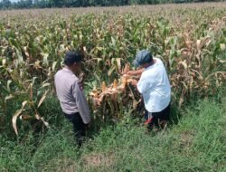 Bhabinkamtibmas Pekoren Pantau Lahan Jagung di Rembang, Kawal Asta Cita Ketahanan Pangan