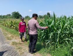 Bhabinkamtibmas Sukorejo Cek Pertumbuhan Jagung Warga