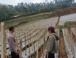 Bhabinkamtibmas Desa Gendro Tinjau Tanaman Cabai, Dukung Program Pekarangan Pangan Bergizi