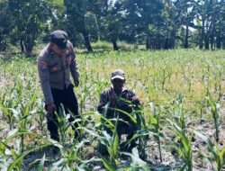Bhabinkamtibmas Polsek Nongkojajar Tinjau Lahan Jagung P2B, Dukung Asta Cita Ketahanan Pangan