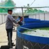 Bhabinkamtibmas Polsek Rembang Pantau Budidaya Lele, Dukung Ketahanan Pangan Nasional