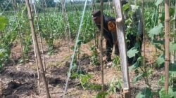 Gugus Tugas Ketahanan Pangan Polsek Rembang Pantau Lahan Gambas Milik Petani Binaan