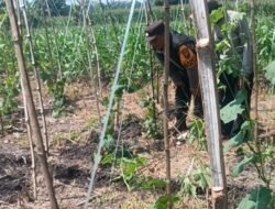 Gugus Tugas Ketahanan Pangan Polsek Rembang Pantau Lahan Gambas Milik Petani Binaan