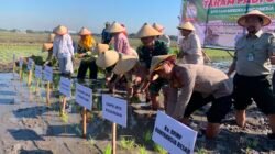 Tanam Padi Serentak di Beji, Kapolsek: Wujud Sinergi Pertahankan Swasembada Pangan