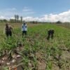 Bukan Sekadar Patroli, Polisi di Bangil Aktif Dampingi Petani Jagung Menuju Panen Maksimal