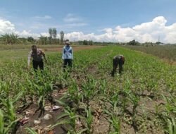Bukan Sekadar Patroli, Polisi di Bangil Aktif Dampingi Petani Jagung Menuju Panen Maksimal