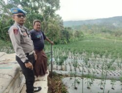 Bhabinkamtibmas Polsek Nongkojajar Pantau Tanaman Cabai, Dukung Program Pekarangan Pangan Bergizi di Tutur