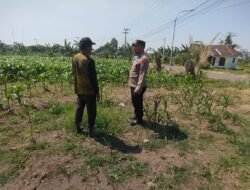 Bhabinkamtibmas Polsek Sukorejo Dorong Pemanfaatan Lahan Produktif untuk Dukung Ketahanan Pangan Nasional