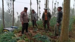 Polsek Tosari Dampingi Petani Bawang, Wujudkan Ketahanan Pangan di Lereng Bromo