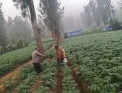 Bhabinkamtibmas Polsek Tosari Intensif Dampingi Petani Kentang Dukung Ketahanan Pangan Nasional