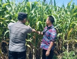 Bhabinkamtibmas Polsek Sukorejo Dorong Petani Optimalkan Lahan Produktif