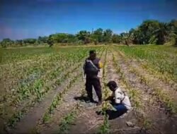 Tanaman Jagung di Siyar Tumbuh Baik, Bhabinkamtibmas Dukung Ketahanan Pangan Bersama Warga