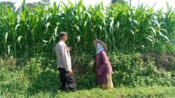 Optimistis Panen Bagus, Bhabinkamtibmas Laporkan Tanaman Jagung di Gunting Tumbuh Subur