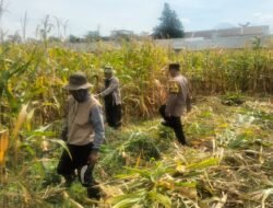 Hasil Panen Jagung di Karangjati Terpantau Baik, Bhabinkamtibmas Dukung Ketahanan Pangan Bersama Petani