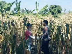 Bhabinkamtibmas Sukorejo Aktif Pantau Lahan Jagung, Dukung Ketahanan Pangan Nasional