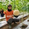 YBM BRILiaN SBO Malang Optimalkan Zakat Produktif, 10 Mustahik Buruh Tani Berhasil Kembangkan Usaha Melon