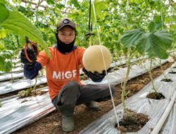 YBM BRILiaN SBO Malang Optimalkan Zakat Produktif, 10 Mustahik Buruh Tani Berhasil Kembangkan Usaha Melon