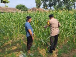 Bhabinkamtibmas Polsek Rembang Pantau Lahan Jagung Warga Dukung Asta Cita Ketahanan Pangan