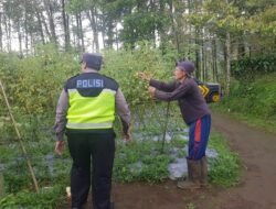 Tanaman Tomat di Pungging Tumbuh Baik, Bhabinkamtibmas Dukung Suksesnya Ketahanan Pangan Nasional
