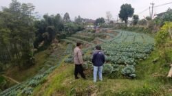 Bhabinkamtibmas Blarang Rutin Monitoring Tanaman Kubis Agar Tumbuh Sesuai Harapan