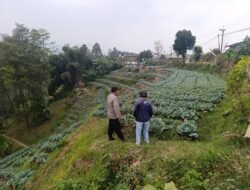 Bhabinkamtibmas Blarang Rutin Monitoring Tanaman Kubis Agar Tumbuh Sesuai Harapan
