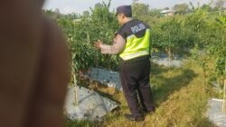 Polsek Nongkojajar Dukung Budidaya Cabai di Pungging untuk Sukseskan Ketahanan Pangan