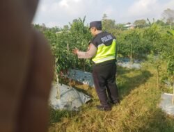 Polsek Nongkojajar Dukung Budidaya Cabai di Pungging untuk Sukseskan Ketahanan Pangan