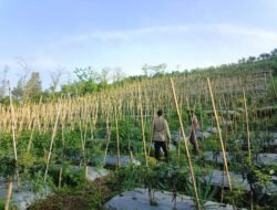 Bhabinkamtibmas Dukung Budidaya Tanaman Cabai di Lahan P2B di Gendro