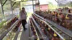 Bhabinkamtibmas Polsek Rembang Laporkan Budidaya Ayam Petelur di Kalisat Tumbuh Sehat